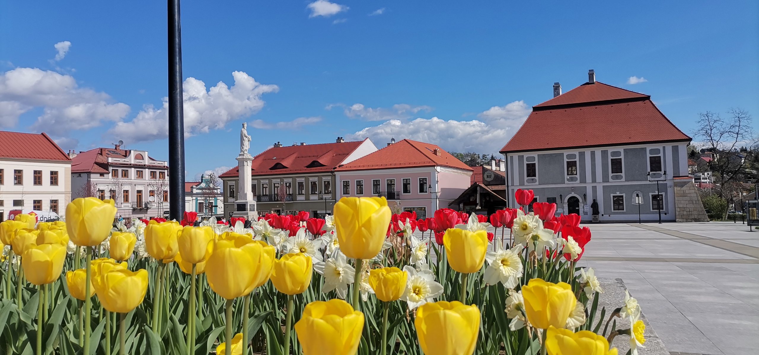 Tulipany na rynku w Bochni